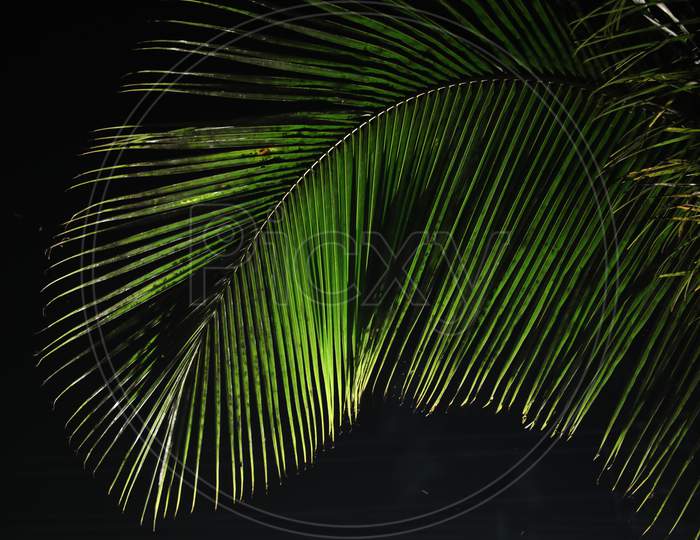 Coconut Leaf Night in the Nature