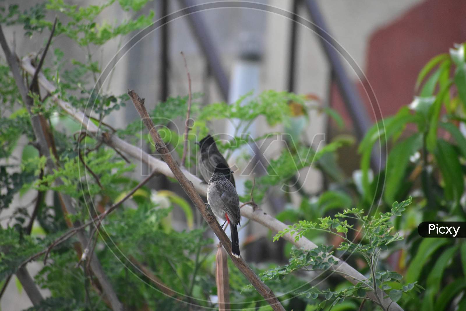 Two red vented bulbul