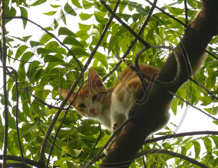Cat sitted on the tree
