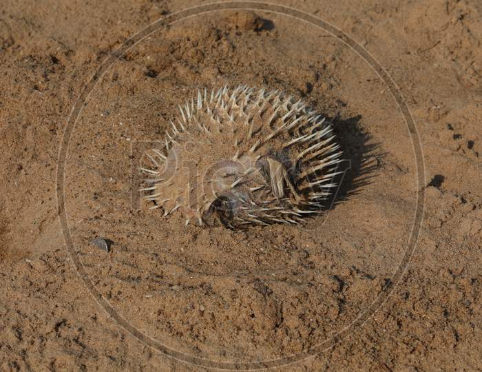 Puffer fish dead on beach