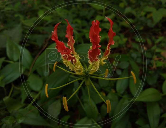 flame Lilly (Gloriosa superba) flower