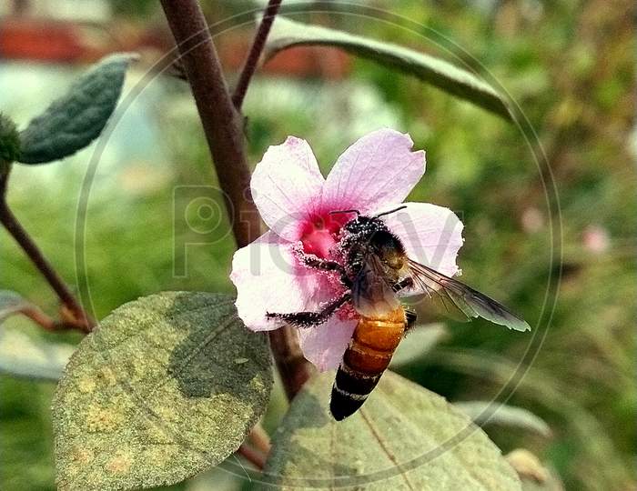 Honey bee collecting honey from flower