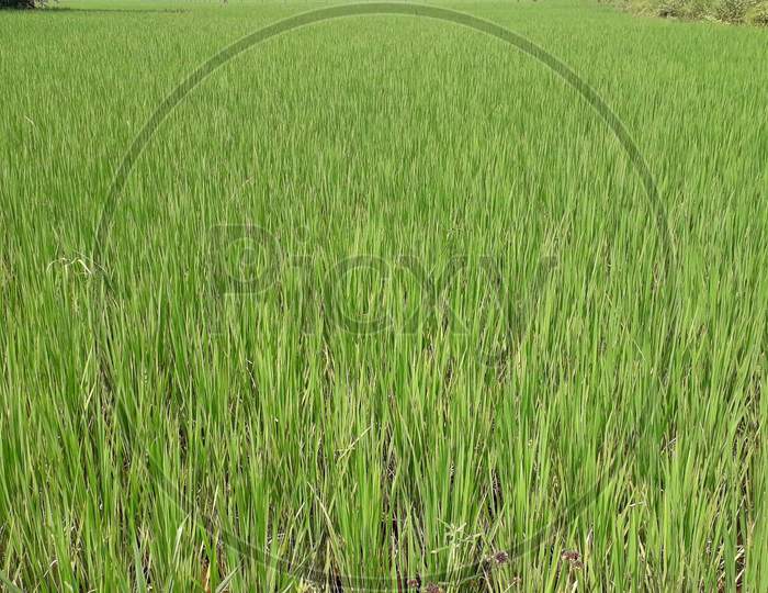 Paddy,rice field,agriculture,cultivation,farming,crop,cereal plant,Sunlight