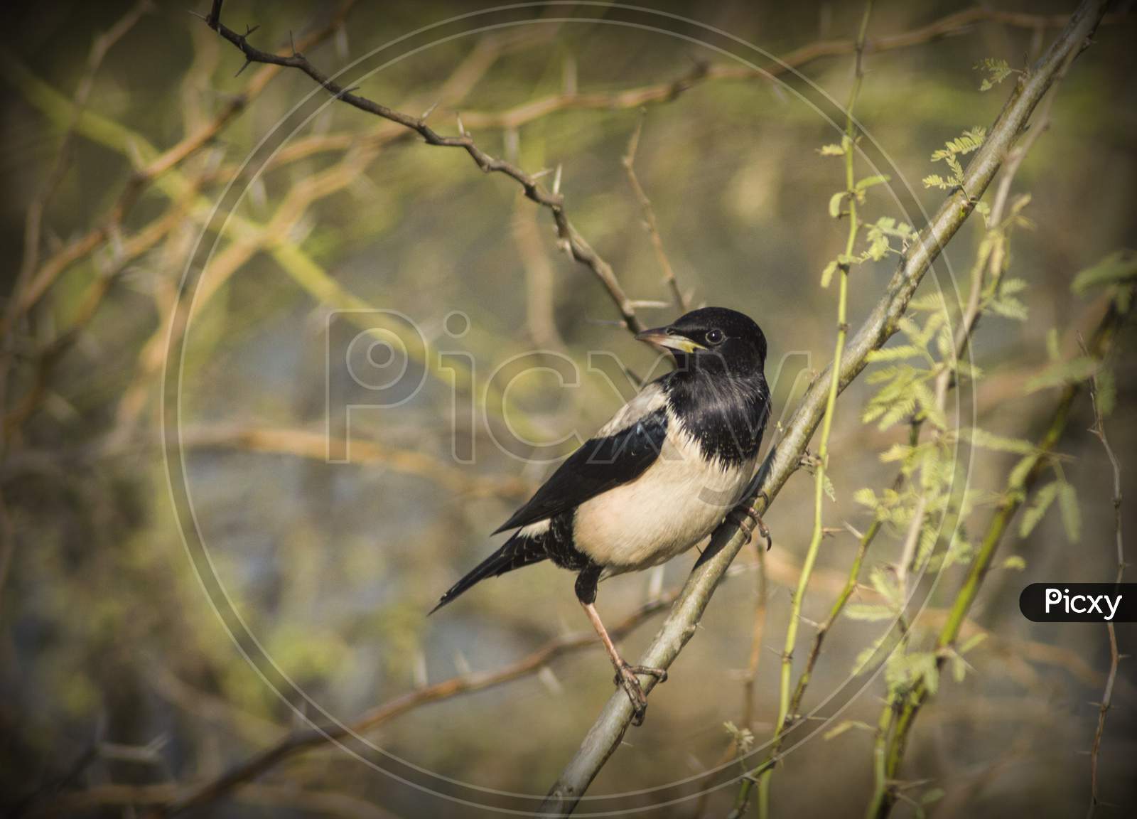 The rosy starling