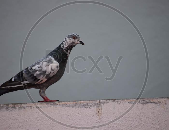 Colored pigeon