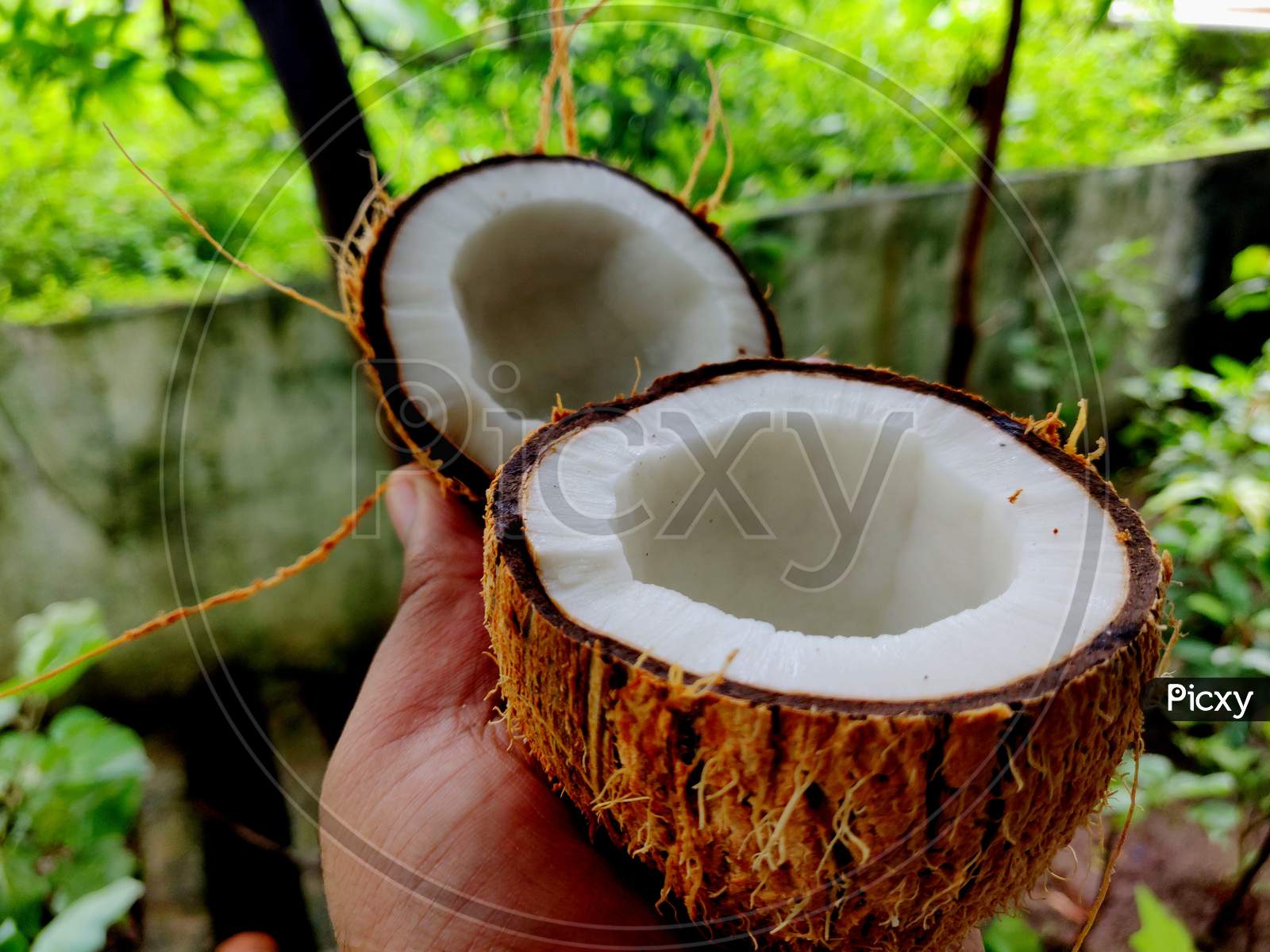 Fresh Half Cut Coconut With Coconut Shell