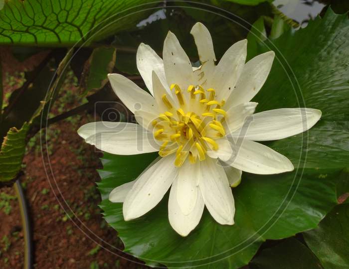 White tropical water-lily flower