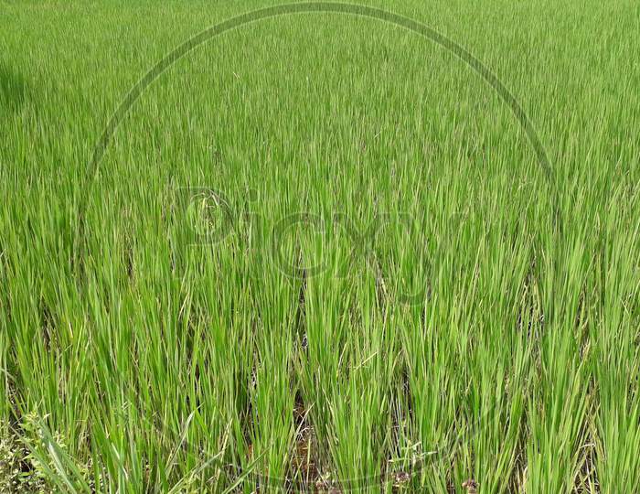 Paddy,rice field,agriculture,cultivation,farming,crop,cereal plant,Sunlight