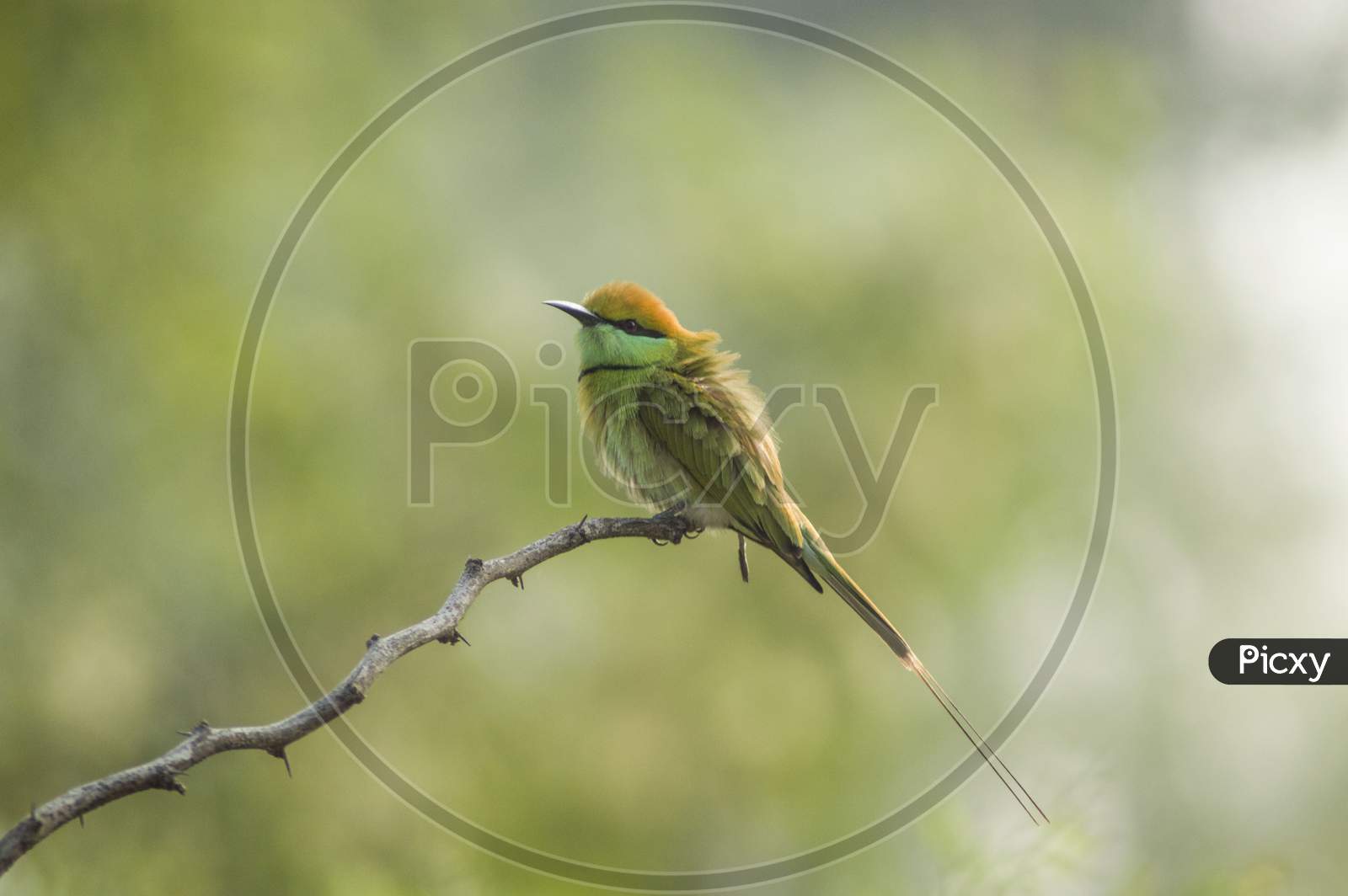 The Green bee eater..