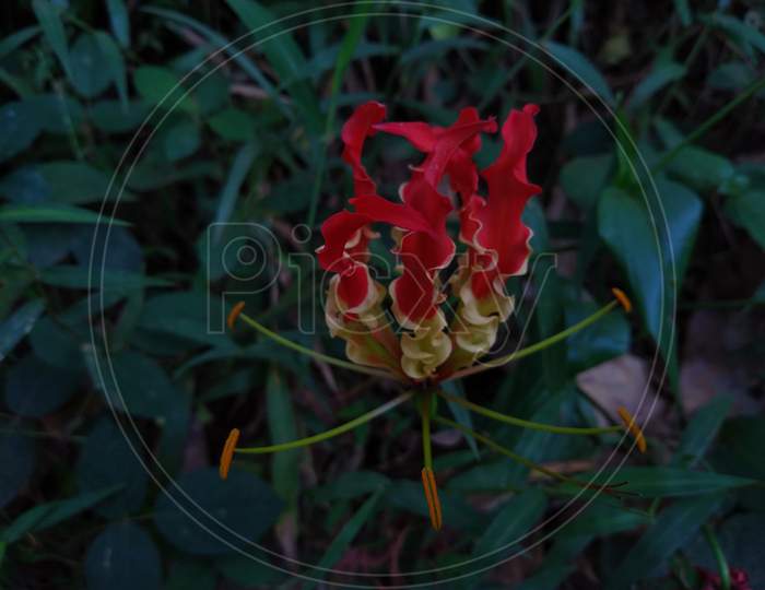flame Lilly (Gloriosa superba) flower