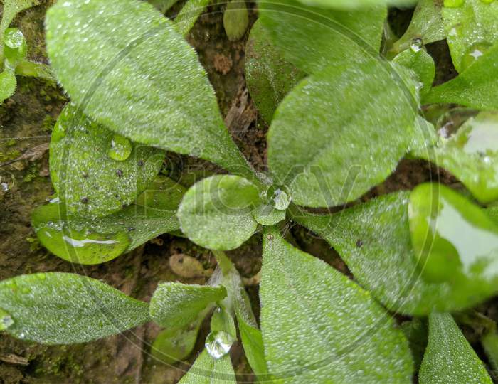 Water dew leaves