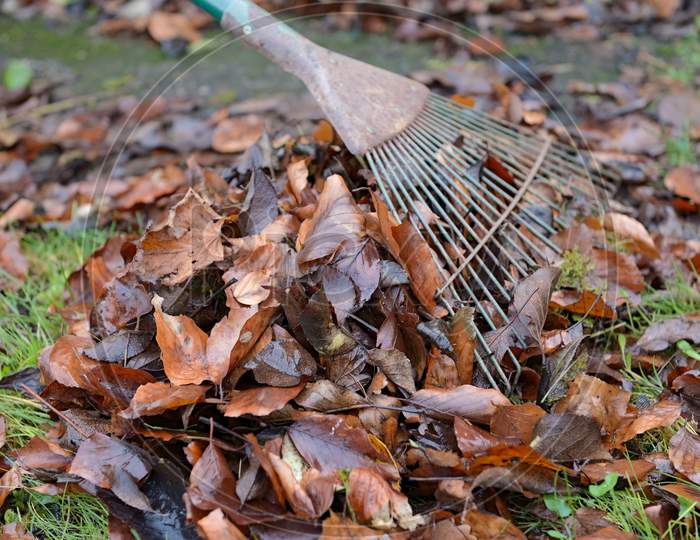 Close Up Of Pile Of Leaves Behind An Old Metal Garden Rake.
