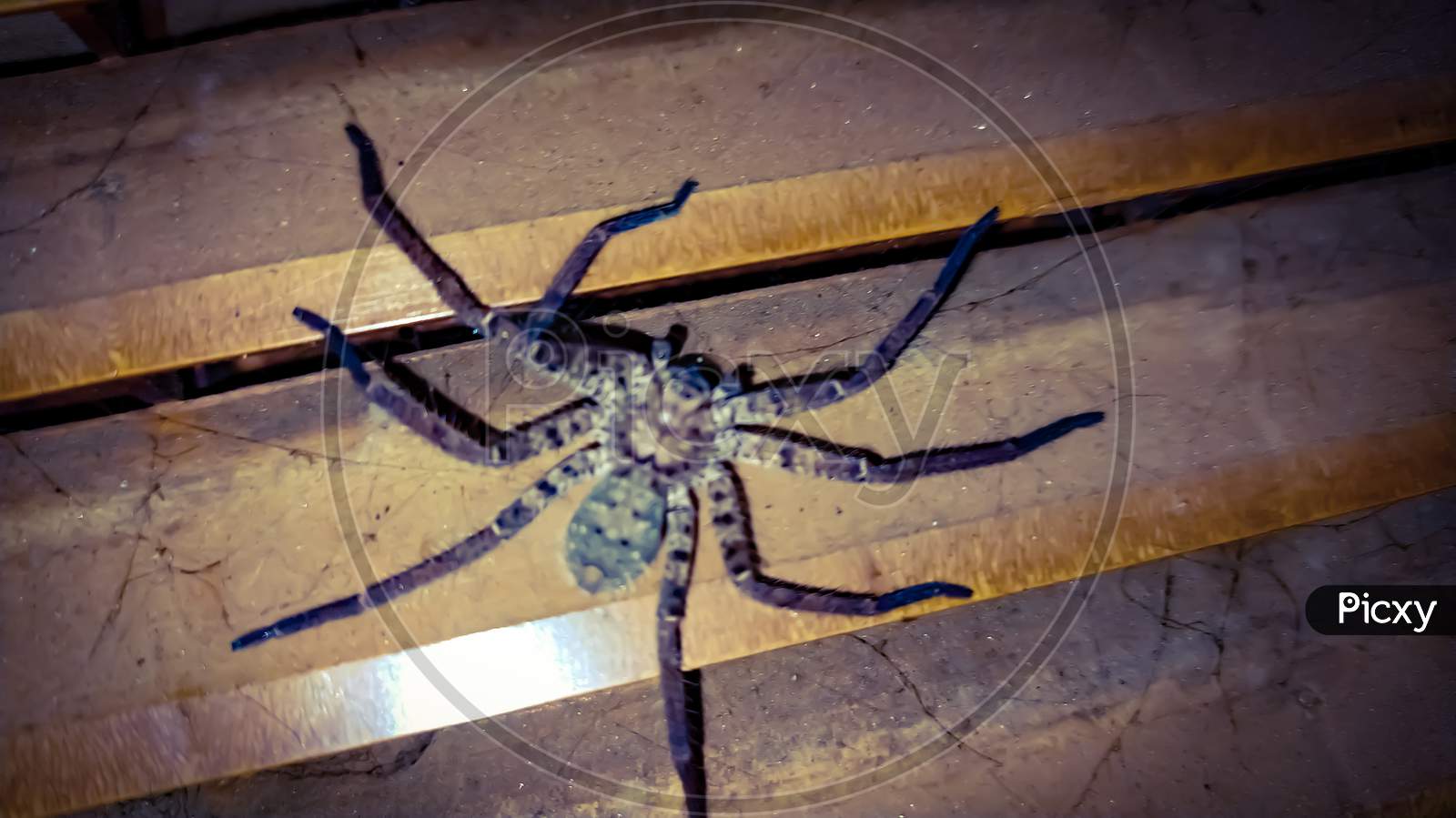 Heteropoda venatoria spider huntsman spiderblack big spider in indian village home