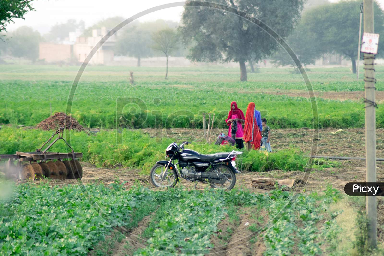Lady In A Bright Red Saree Tying A Cloth And Getting Ready For Hard Manual Work In The Feild With Rows Of Crops And A Motor Bike Standing And Trees Getting Lost In The Fog In The Distance