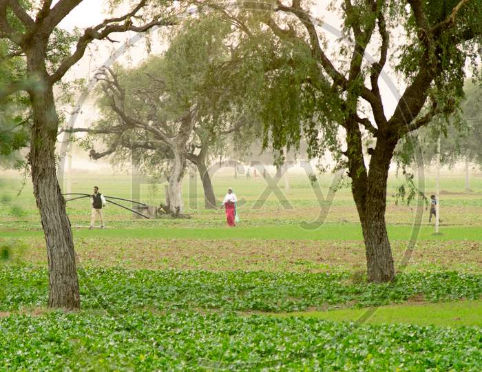 Lady And A Child Roaming In A Green Field Farm With Trees In The Foreground And Fading Off Into The Foggy Distance Showing A Scene From Rural India With Village Small Town Life