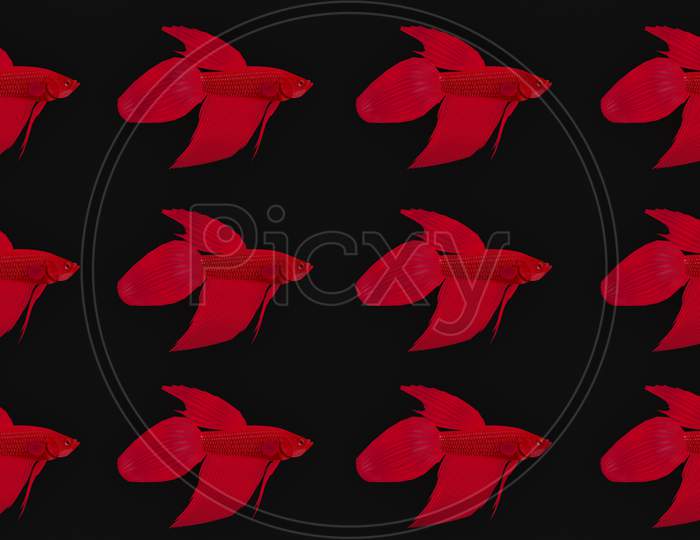Red Betta Fish On Black Background. 3D Rendered Red Betta Fish.