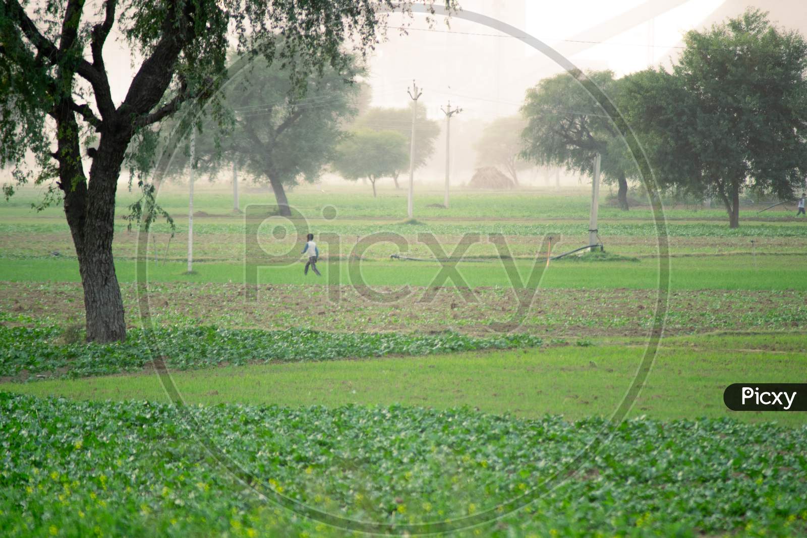 Shot Of Child With Man Running And Playing In A Natural Setting With A Green Feild With A Tree And Sunlight Dappled Foggy Rural Indian Scene