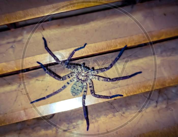 Heteropoda venatoria spider huntsman spiderblack big spider in indian village home