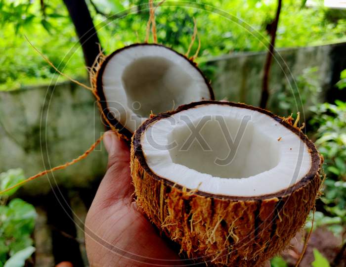 Fresh Half Cut Coconut With Coconut Shell