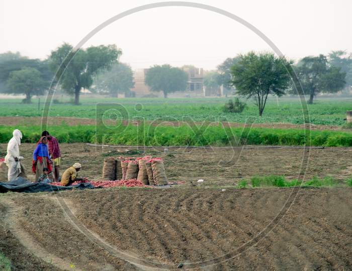 Slow Motion Shot Of Family Of Farmers In A Harvested Field With Piles Of Collected Carrots On A Mat And Filling And Packing It Into Bags Ready To Sell In The Indian Mandi Vegetable Markets