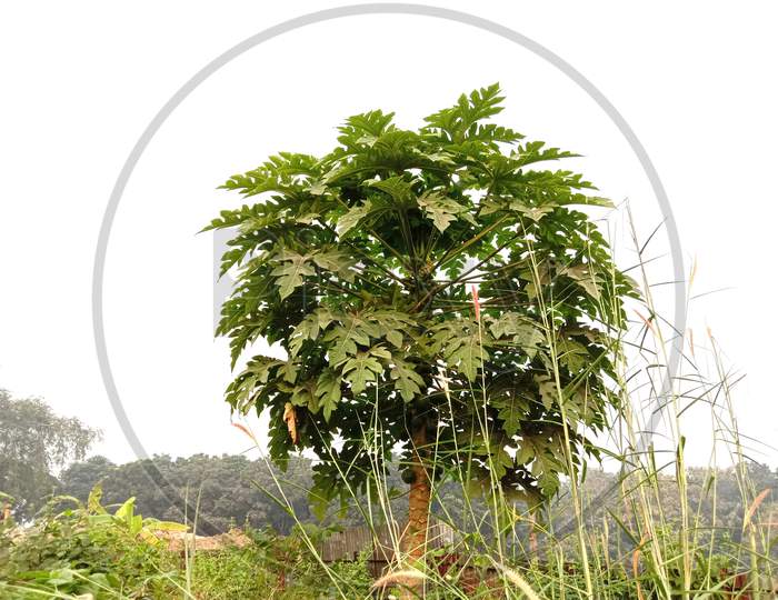 Papaya Tree With Green Leaf