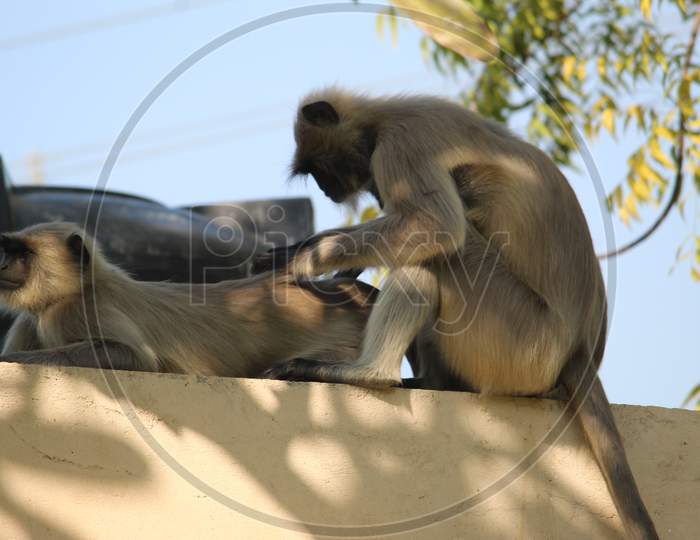 Best pic of monkeys