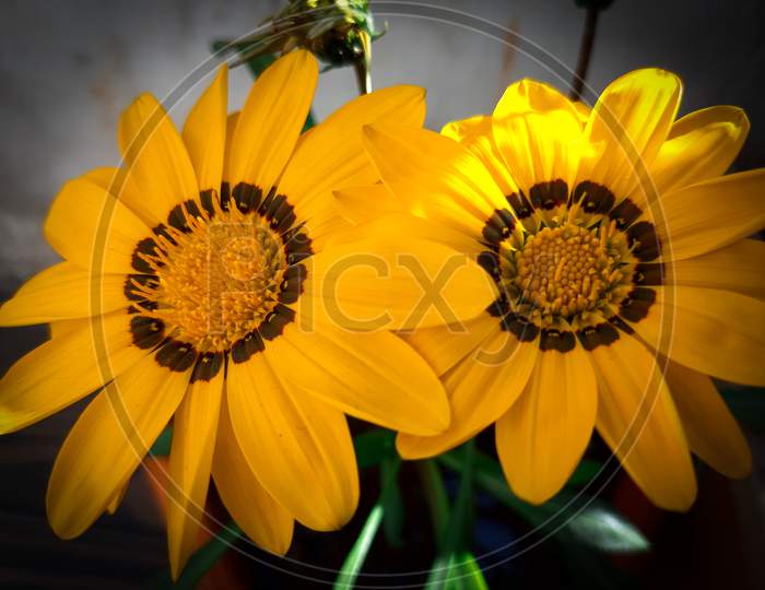 Beautifull flowers in a nature - ( sunflowers )