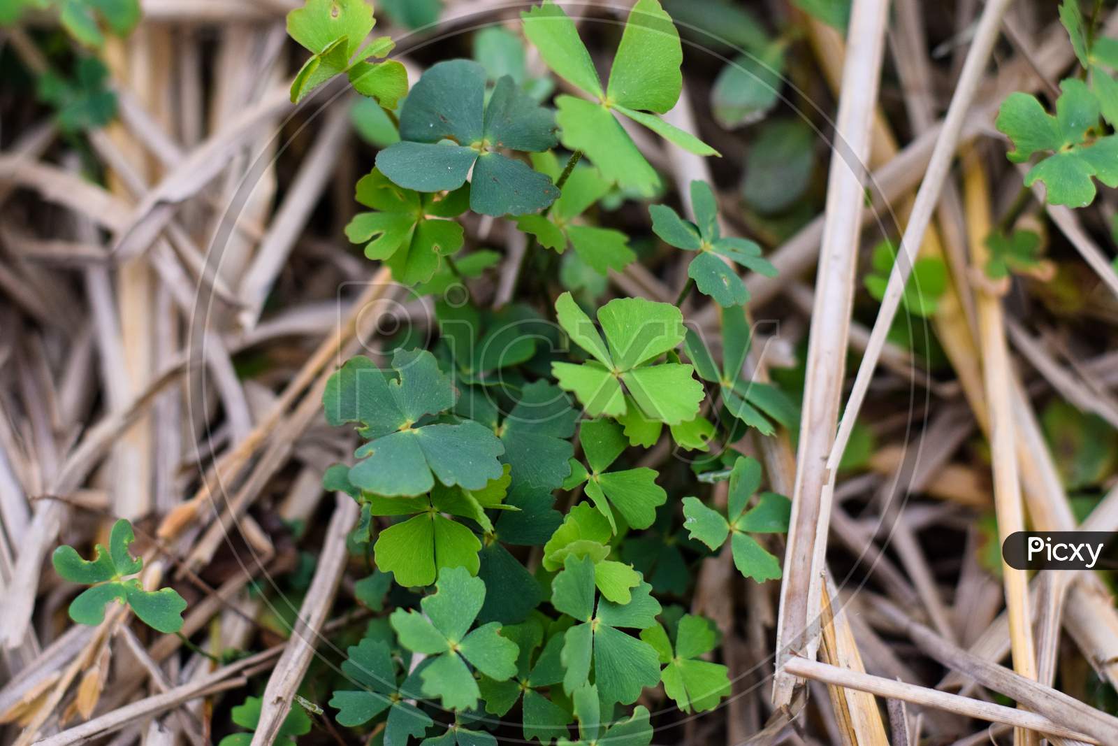 Marsilea Is A Genus Of Approximately 65 Species Of Aquatic Ferns Of The Family Marsileaceae