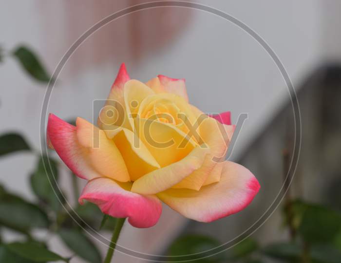 Beautiful Pink Yellow Rose In The Garden.