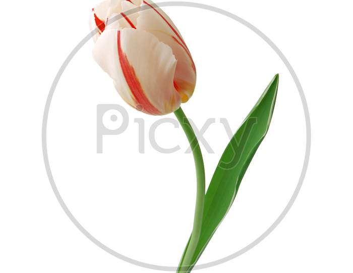 A 3d illustration image of tulip flower isolated on white background.