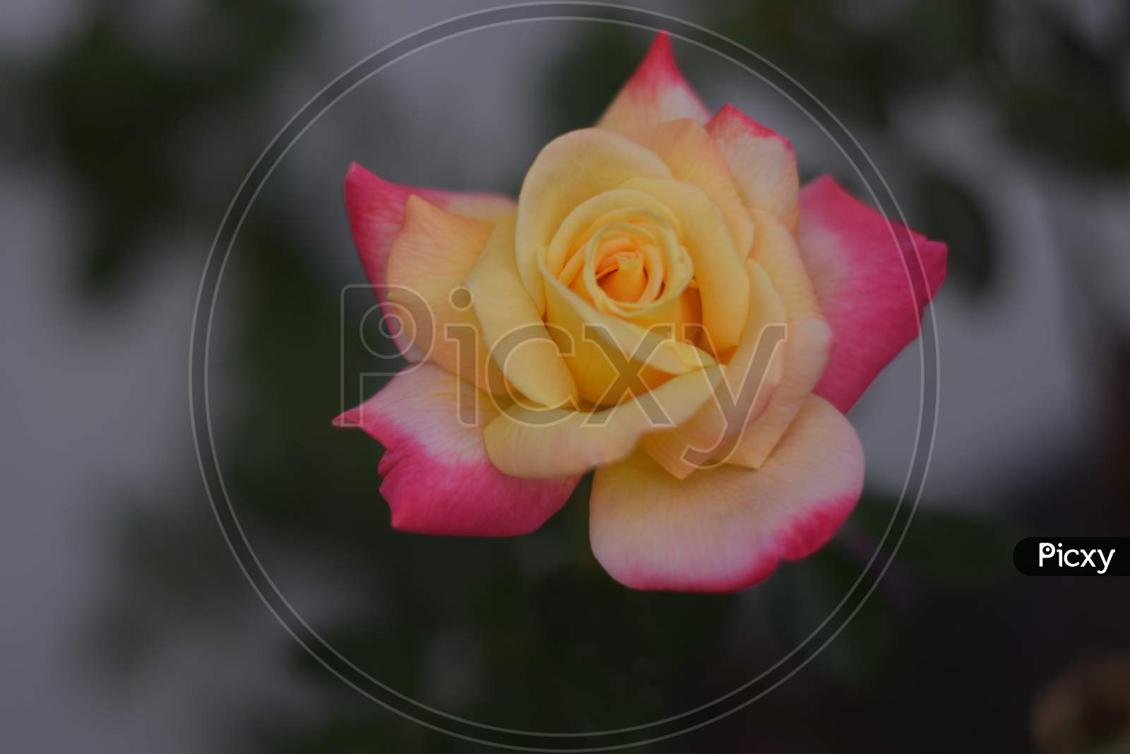 Beautiful Pink Yellow Rose In The Garden.