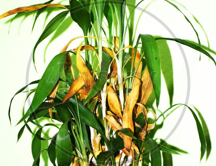 Close-Up Picture Of The Ribbon Dracaena That Has Been Cut And Tied Together Beautifully, With Some Have Buds