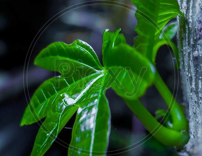 Picxy pic green leaf