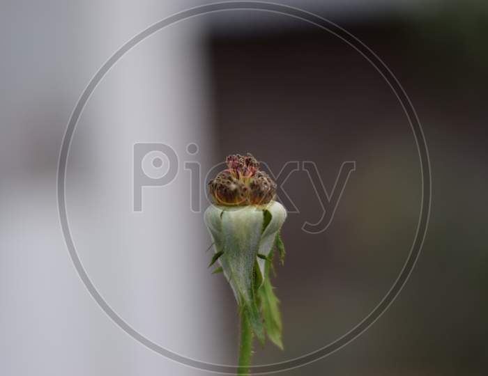 Photo Of A Dry Part Of A Rose Flower