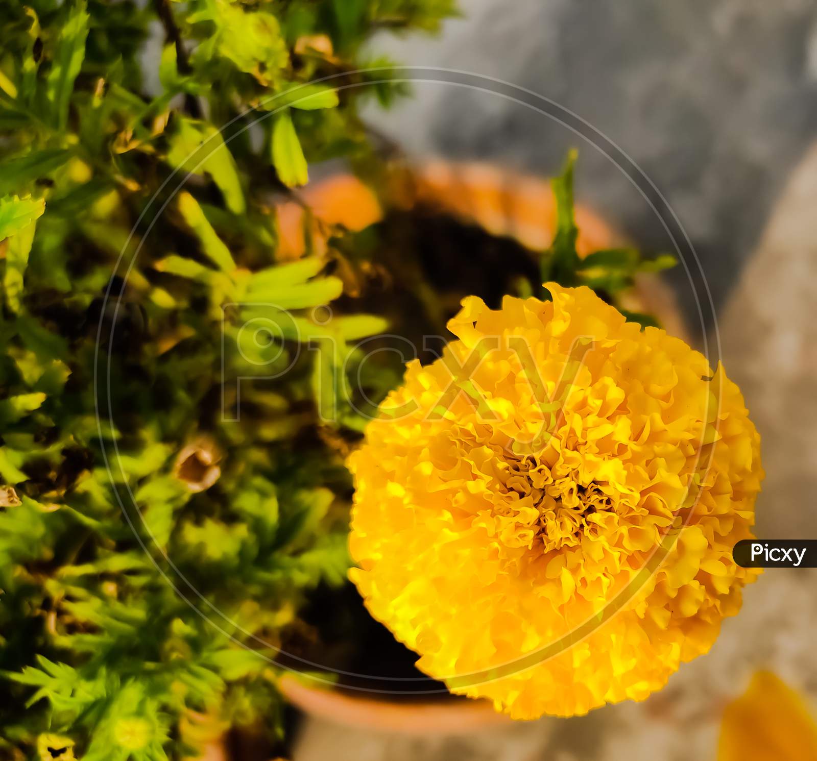 marigold flower blossom in winter