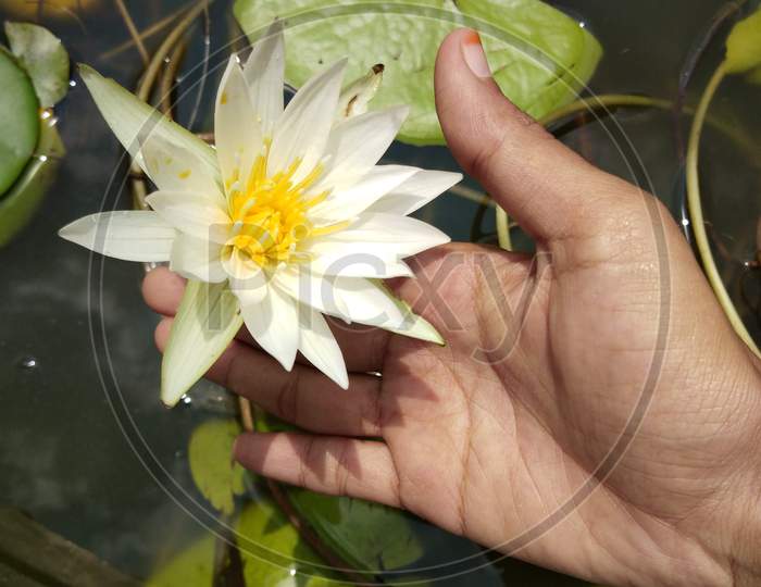 White Lotus flower in water pond