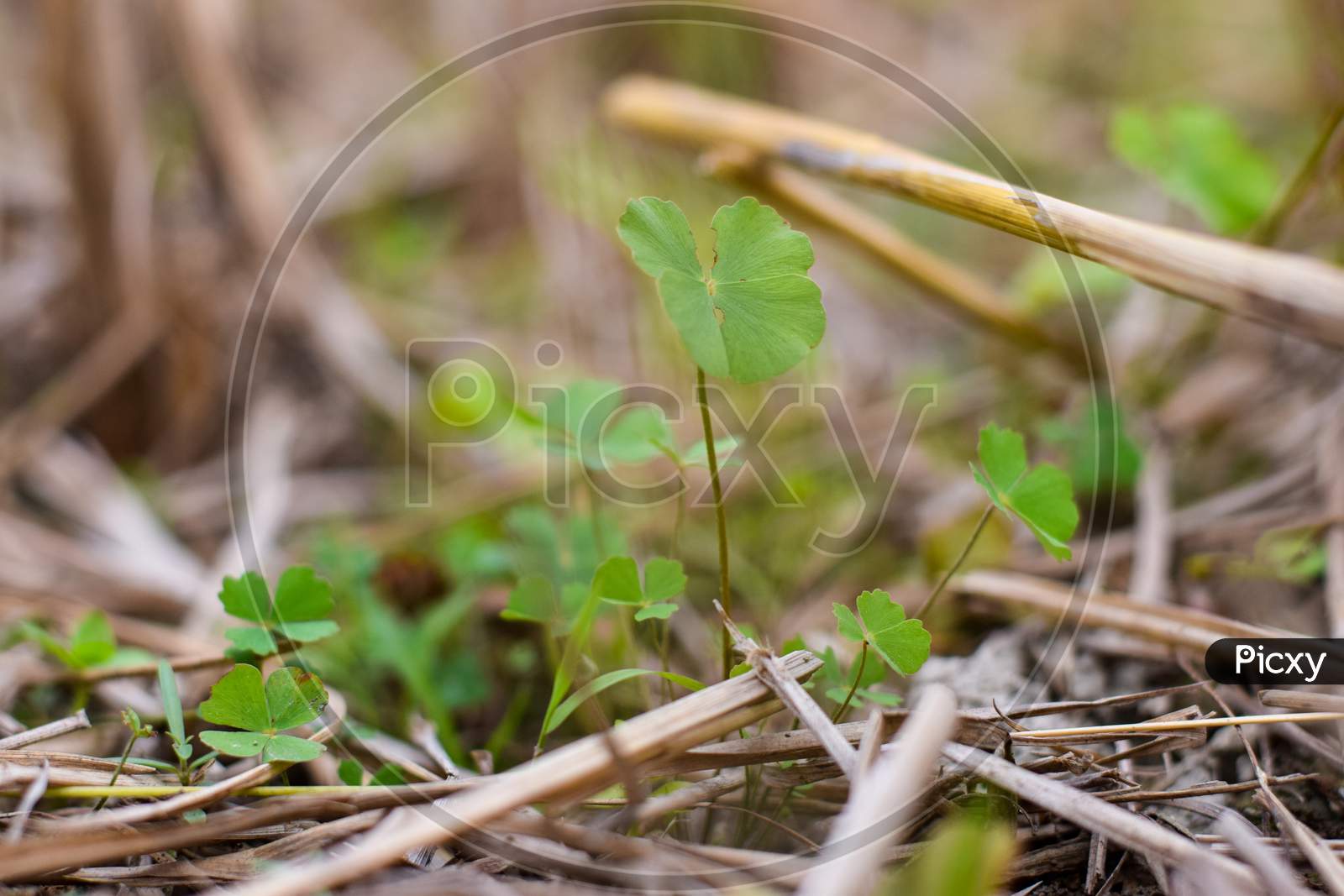 Marsilea Is A Genus Of Approximately 65 Species Of Aquatic Ferns Of The Family Marsileaceae