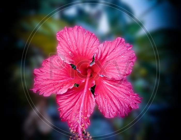 A Beautiful Flower of jason