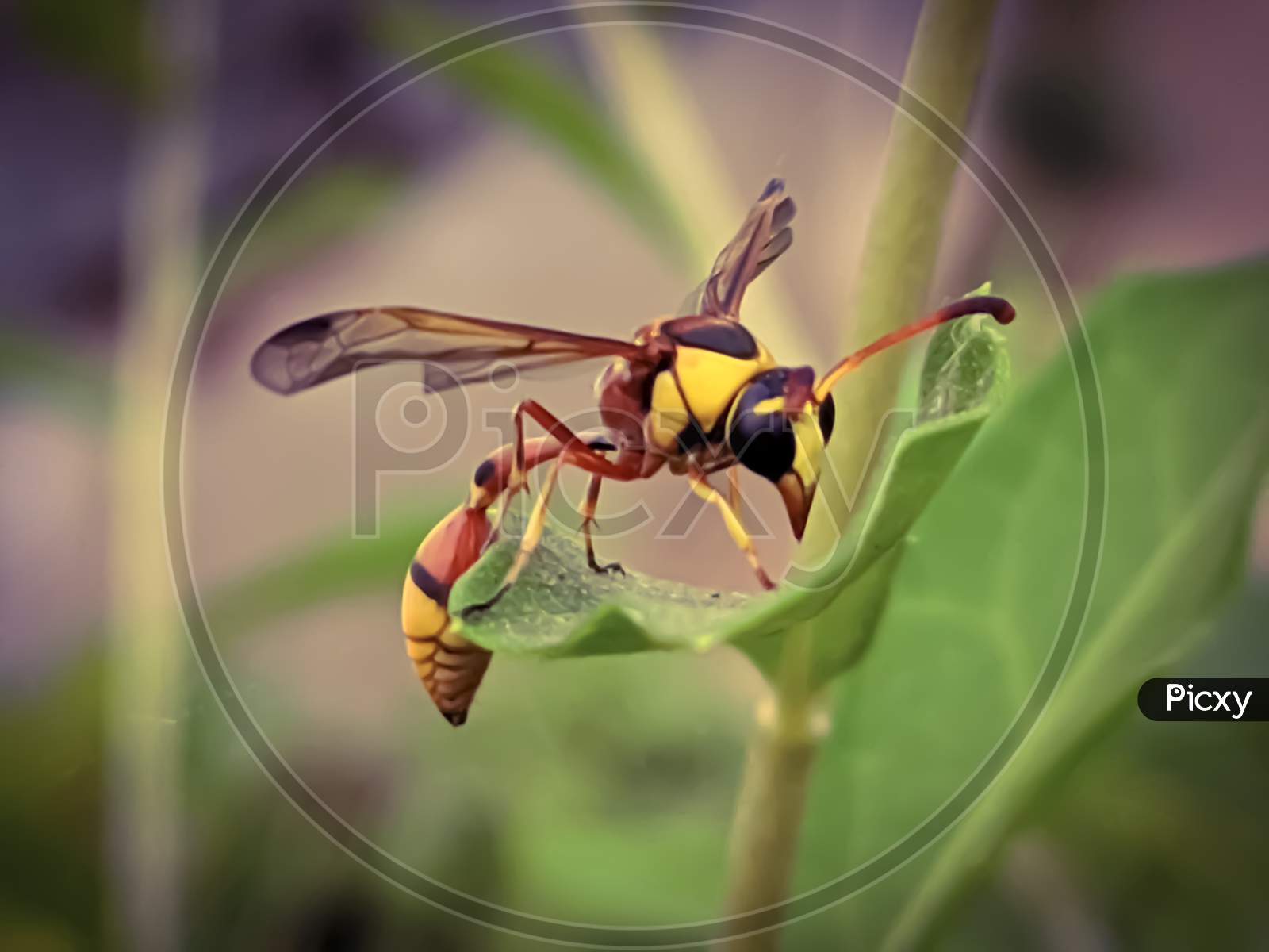 Vespa on leaf garden hornet insect vespa fly yellow bee yellow hornet