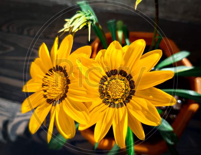 Yellow sunflowers photo with black background