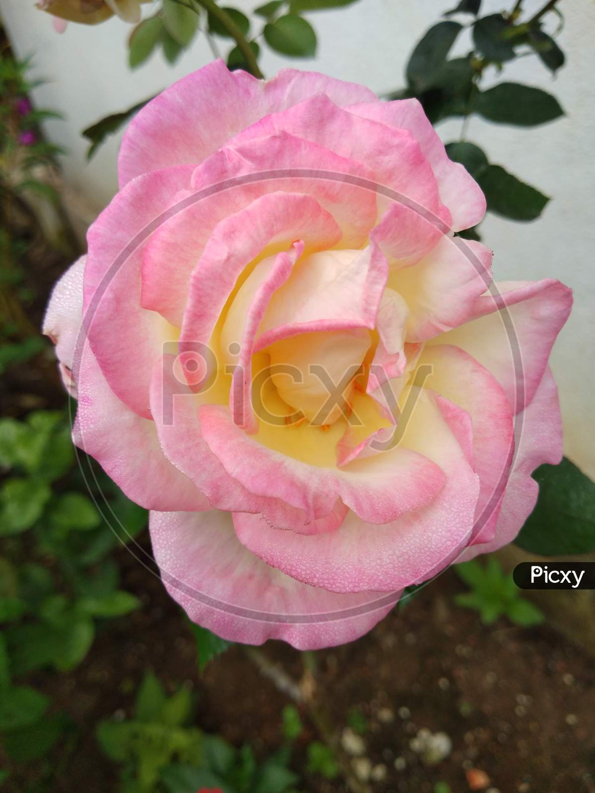 Light pinkish white rose flower