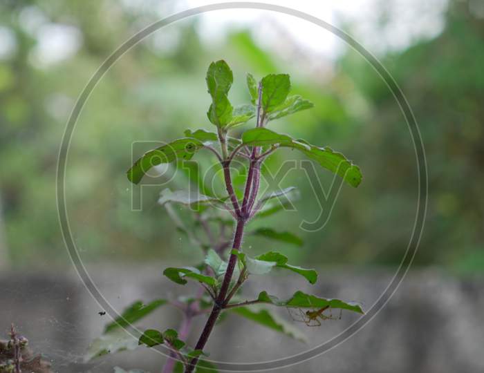 krishna thulasi plant