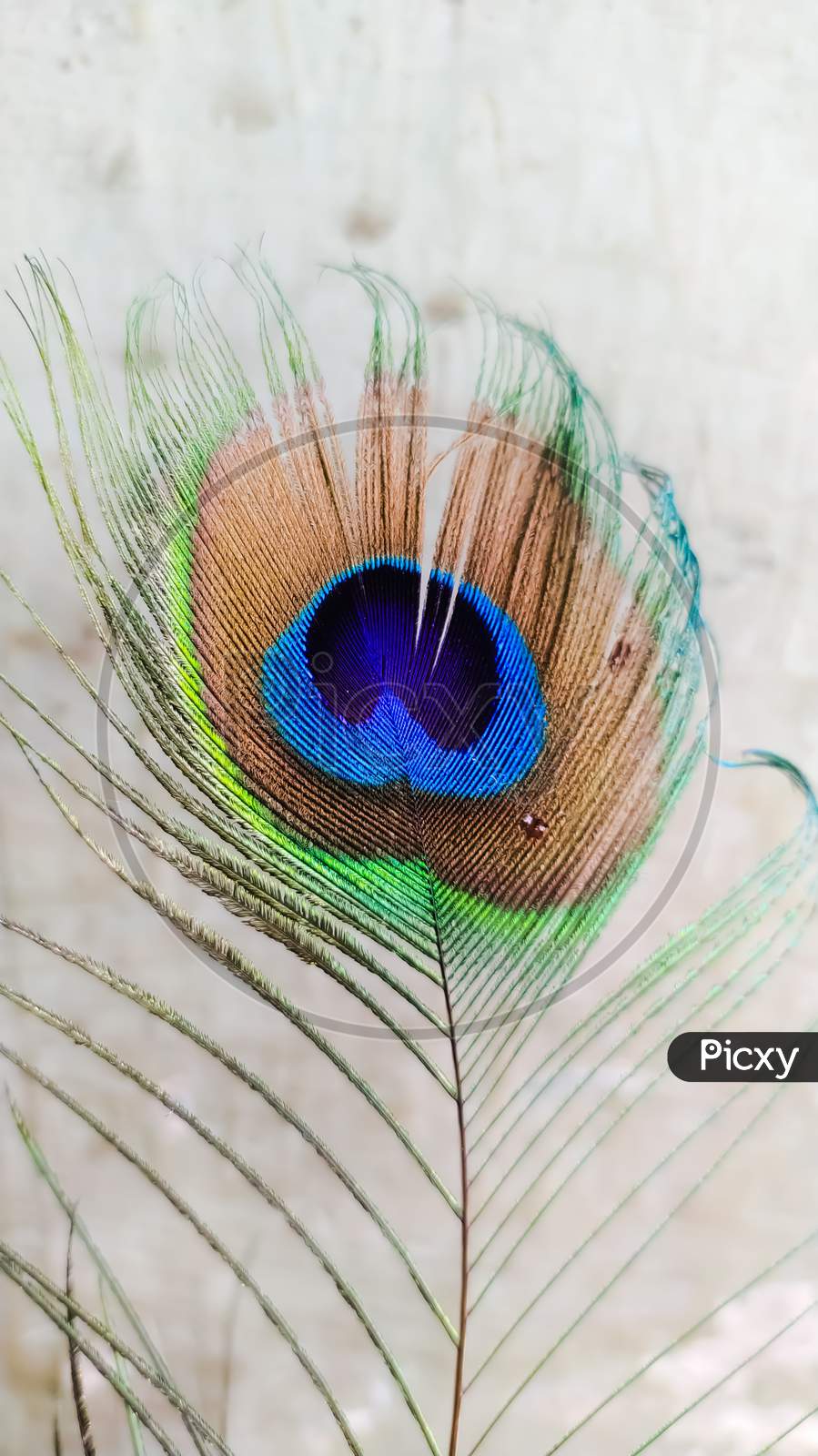 indian peacock colourfull feather white backgrounds indian peacock wings