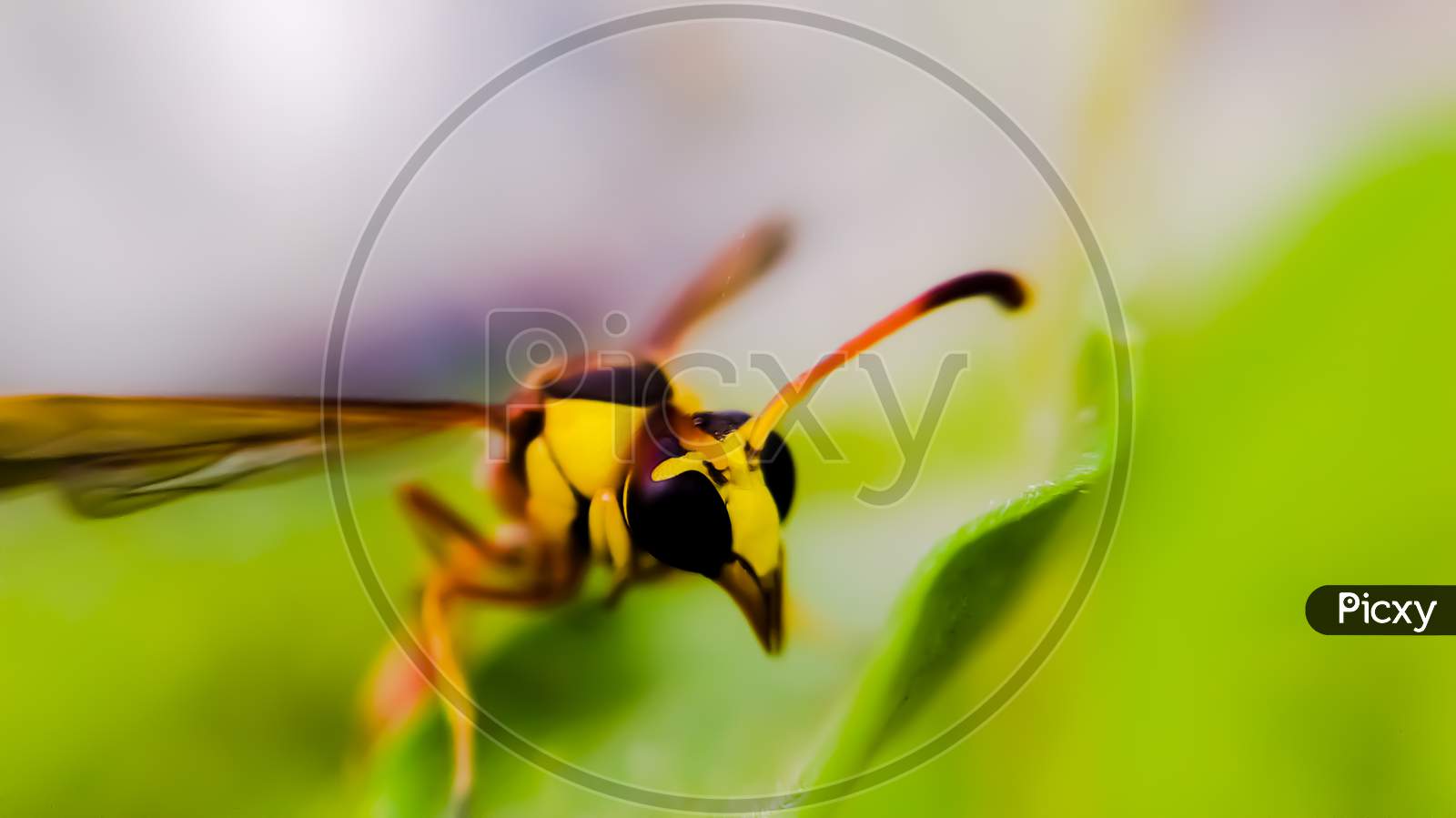 Vespa on leaf garden hornet insect vespa fly yellow bee yellow hornet