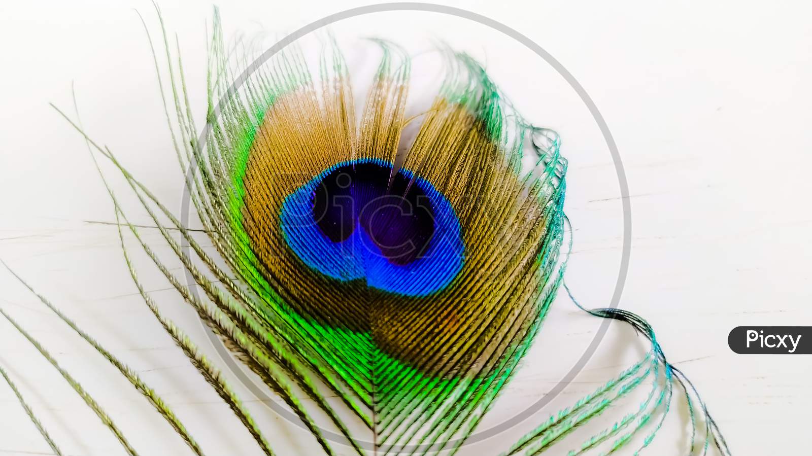 indian peacock colourfull feather white backgrounds indian peacock wings