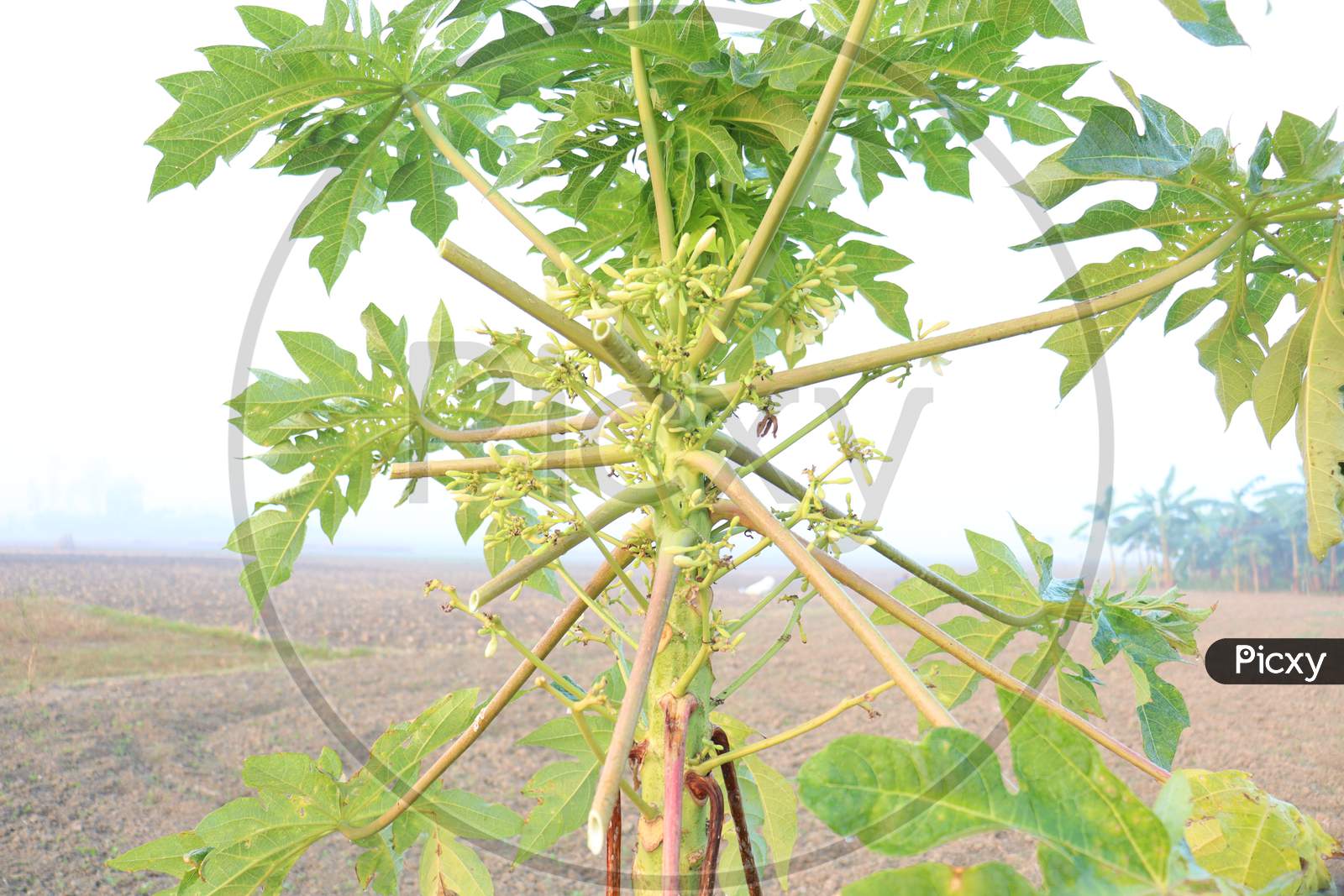 Papaya Tree Closeup On Farm