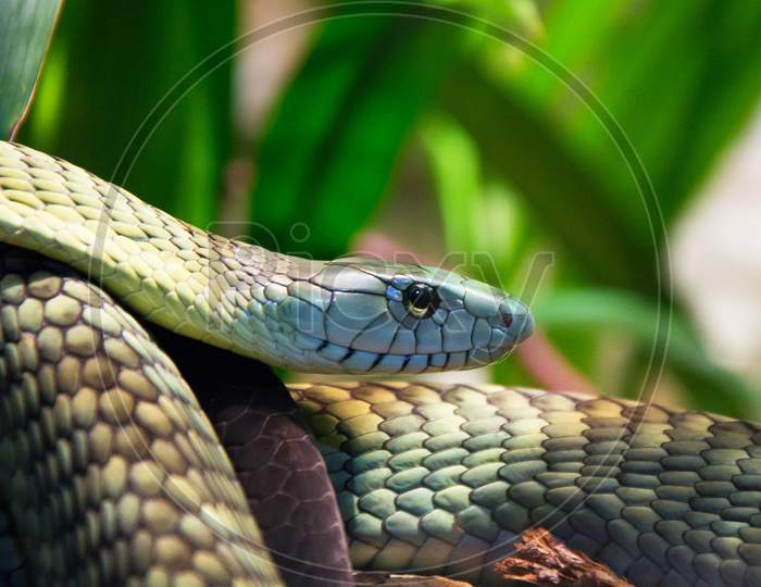 Beautiful pictures of  Snake
