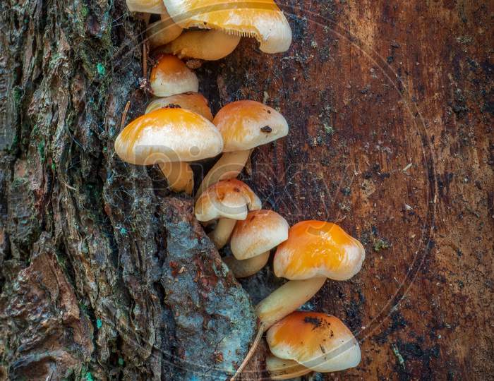 Close-Up Of A Group Of Wild Mushrooms Growing On Tree Trunk. Details Of Trunk And Bark.