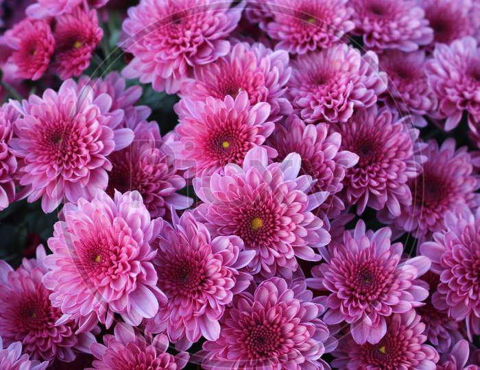 High Angle View Of Pink Flowering Plants Called Purple Chrysanthemums.