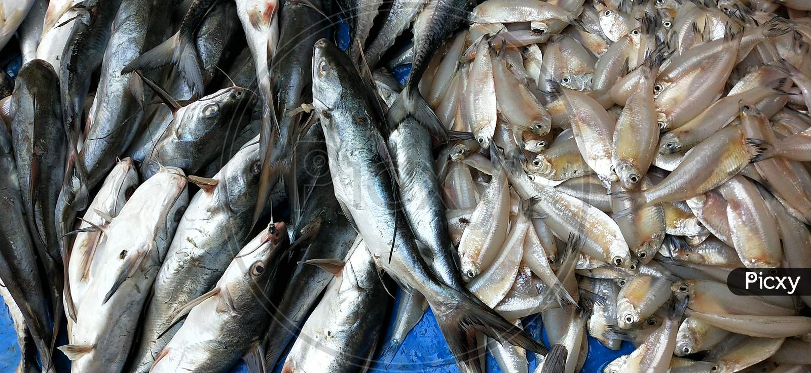Fresh sea fish from market